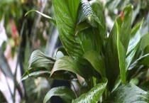 白掌叶子下垂怎么办 从浇水、土壤、缓苗、生长环境解决