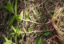 灵草、排草、香草有什么不同 附其主要价值