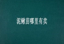 泥鳅苗哪里有卖