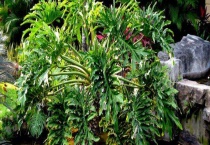 龟背竹的养殖方法 附其繁殖方式