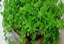 盆垂草和佛甲草之间的区别？有哪些 主要有以下四方面