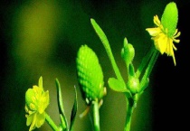 石龙芮可以吃吗？