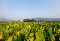 矮壮素和多效唑的区别？