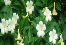 非洲茉莉掉叶子怎么办 掉叶子的原因？