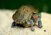 乌龟种类有哪些 不同种类分布地区不同