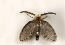 蛾蚋用什么药杀的彻底