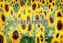 一天都在变化的植物有哪些？