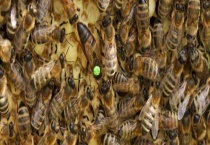 蜜蜂春繁 附详细介绍