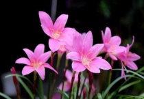 韭莲花的养殖养护多久？