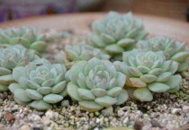 多肉植物喜欢阳光吗？