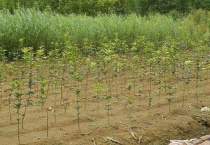 桂花苗怎么培育