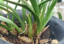 裸根兰花买来要泡根吗？