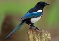 喜鹊和燕子有什么区别？？