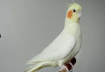 玄凤鹦鹉吃面包虫吗？