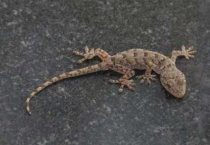 壁虎的天敌是什么？