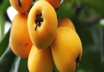 江苏枇杷的成熟时间 附枇杷的营养价值