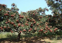 山楂树几月发芽