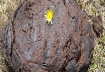 牛粪最简单的腐熟方法 有哪些注意事项