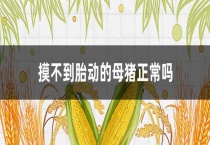 摸不到胎动的母猪正常吗？