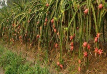 火龙果种苗多少钱 附产地与种类介绍