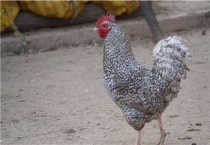 芦花鸡和普通鸡的区别？