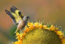 金翅雀是不是候鸟