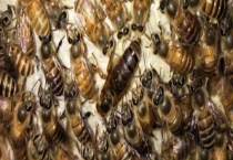 蜂王死了蜂群会逃跑吗 蜂群怎么补救