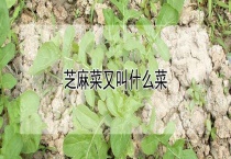 芝麻菜又叫什么菜
