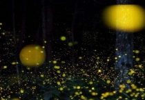 萤火虫怕火吗？