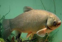 什么是四大家鱼 哪个最美味 有什么区分多久？