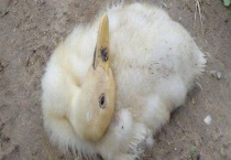 鸭霍乱的防治技术 鸭霍乱的流行病学