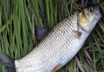 鲻鱼属于海鱼还是淡水鱼 附其养殖注意事项