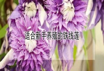 适合新手养殖的铁线莲