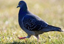 养鸽子扰民哪个部门管