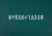 家中常见的小飞虫及名称