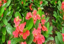 虎刺梅叶子发黄卷曲的解决方法 是怎么造成发黄的