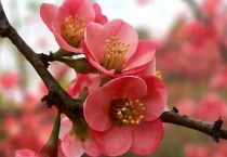 木瓜花是海棠花吗？