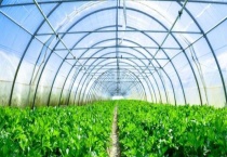 蔬菜大棚建设标准和成本 蔬菜大棚建设流程