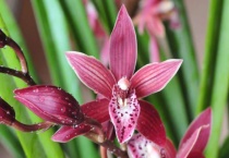 墨兰一年开几次花