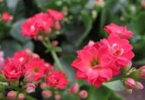 长寿花叶青虫喷什么药