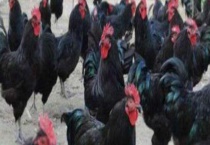 常见的土鸡品种有哪些？蛋价高于普通鸡蛋