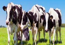 奶牛酮血症防治方法 附奶牛酮血症的表现症状