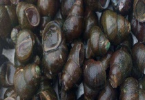 螺蛳的寄生虫有哪些 被肺吸虫感染的症状