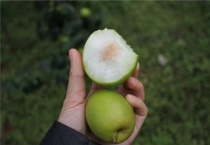 牛奶枣种子怎么种成树