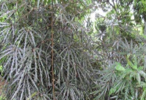 孔雀木适合养在家里吗？