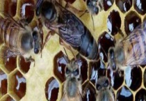 失王一个月还能介王吗 附处理多久？