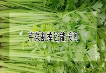芹菜割掉还能长吗？