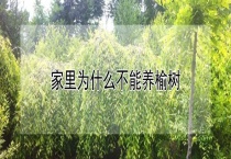 家里为什么不能养榆树