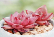 多肉用磷酸二氢钾可以控制徒长么