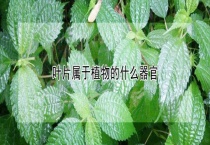 叶片属于植物的什么器官